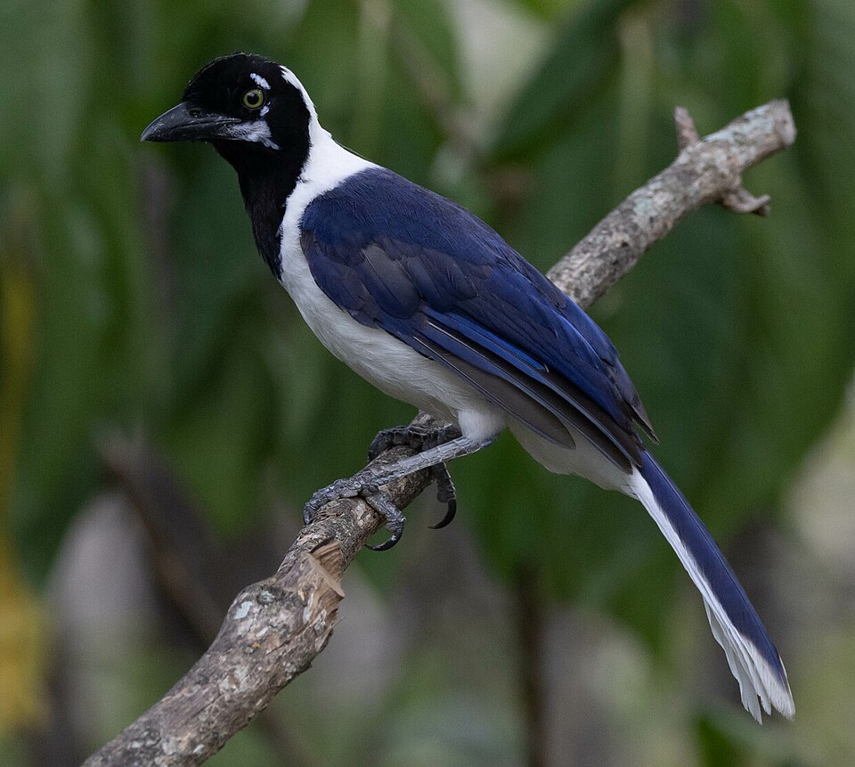 White-tailed Jay