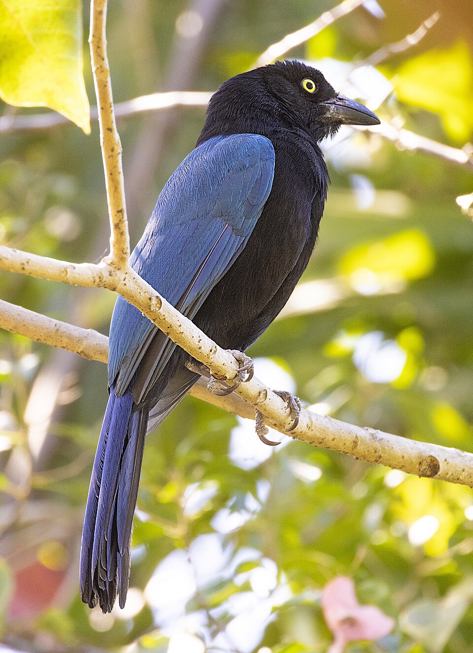 San Blas Jay