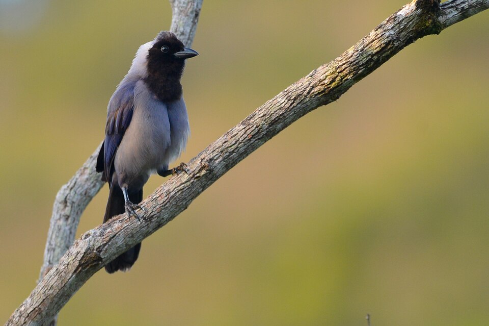 Violaceous Jay