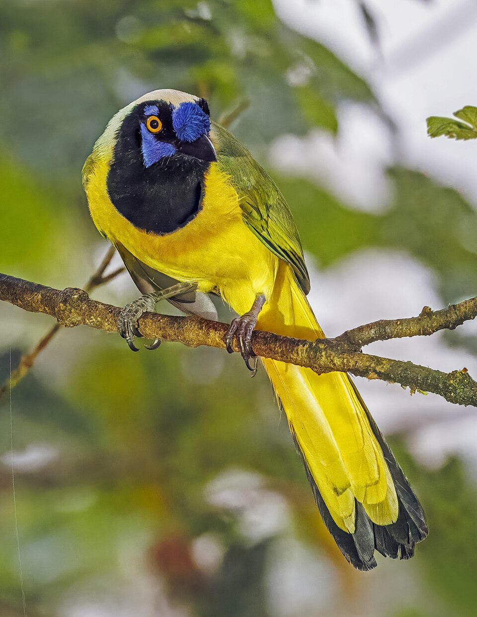 Inca Jay