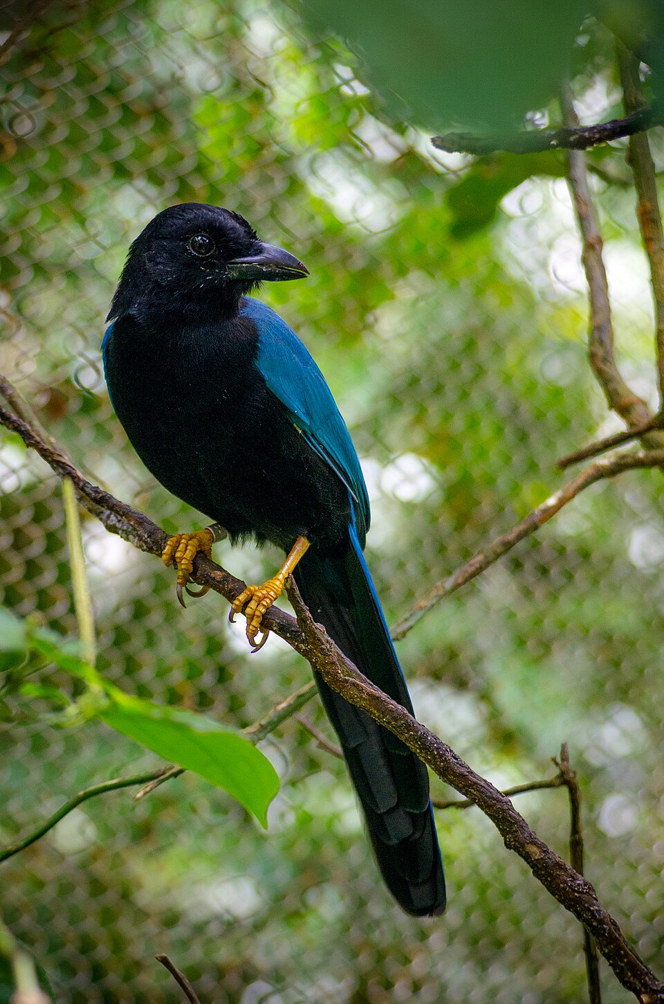 Yucatan Jay