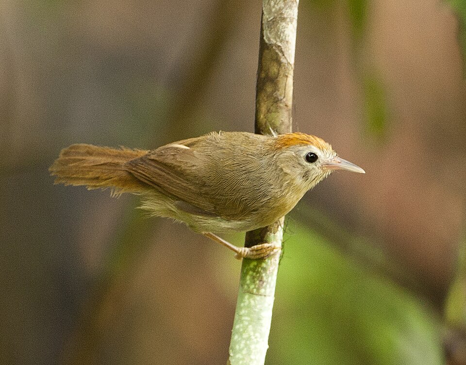 Buff-chested Babbler