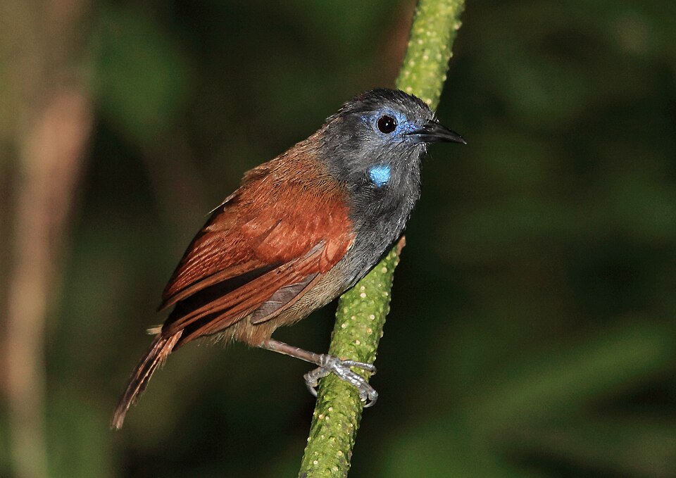 Grey-hooded Babbler