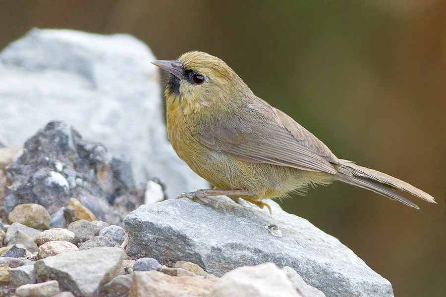 Black-chinned Babbler
