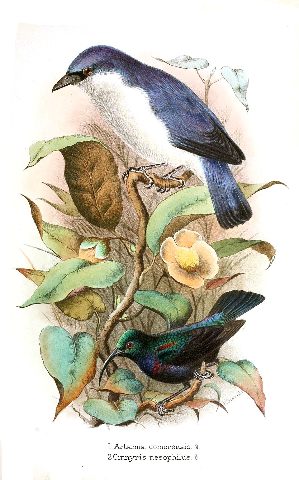 Blue Vanga