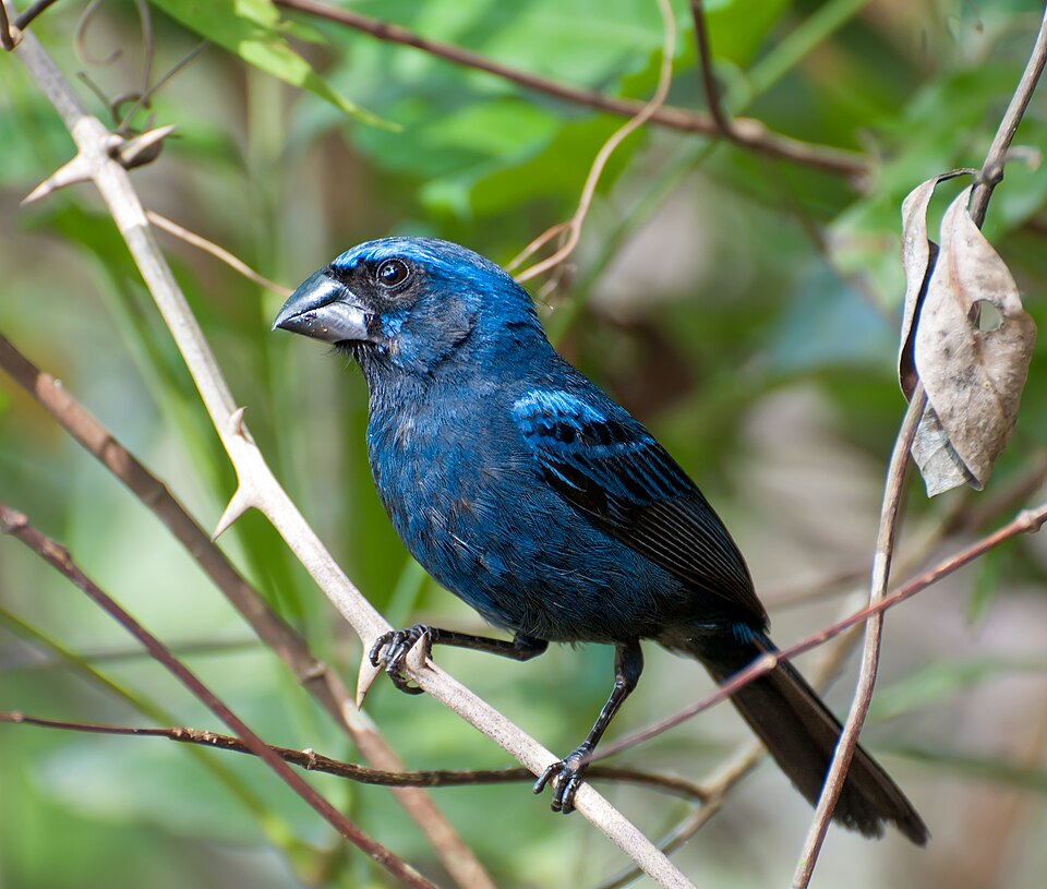 Ultramarine Grosbeak