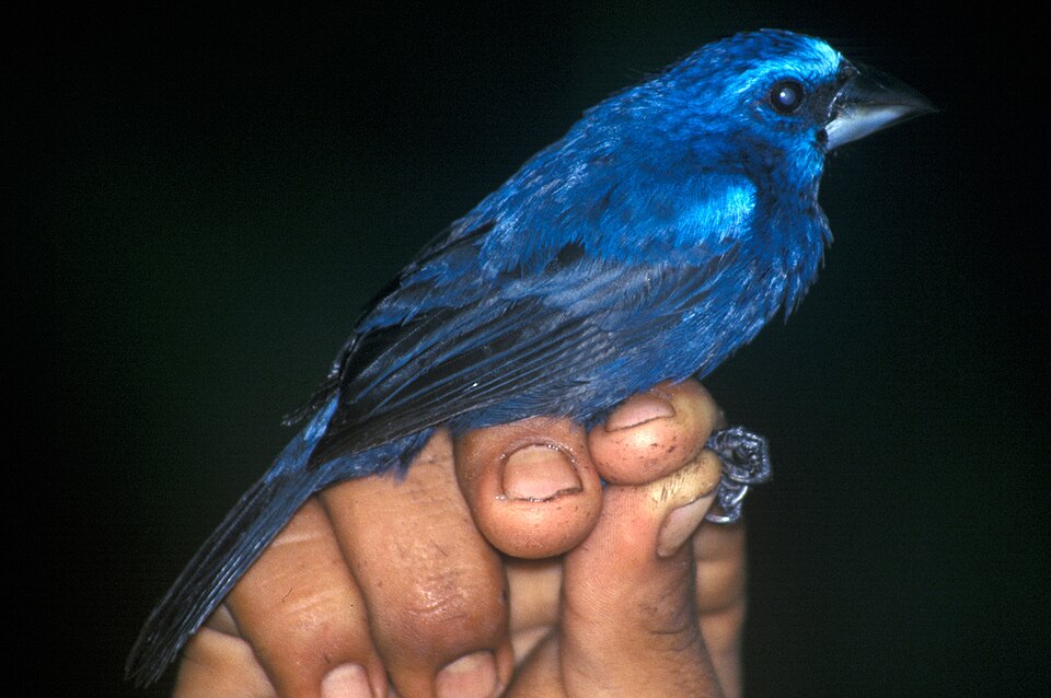 Blue-black Grosbeak