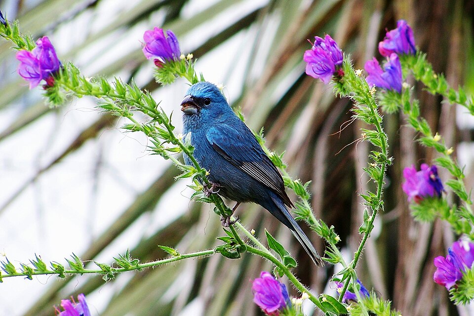 Glaucous-blue Grosbeak