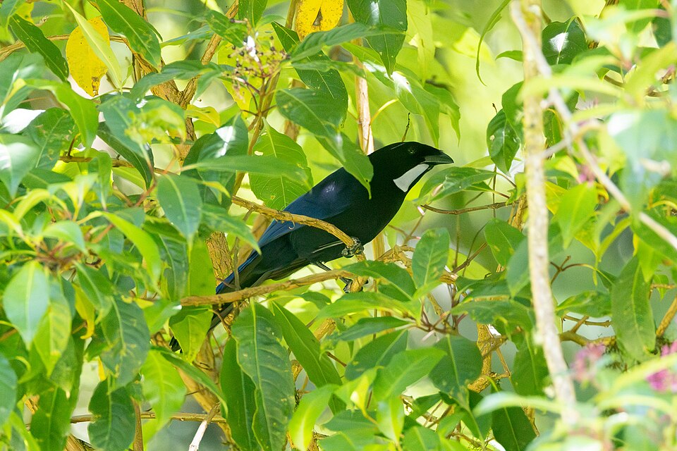 Silvery-throated Jay