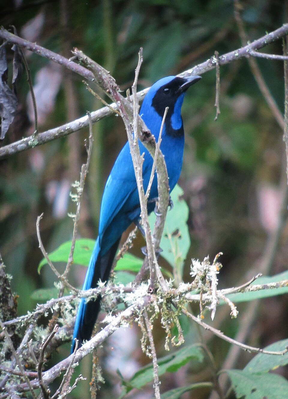Black-collared Jay