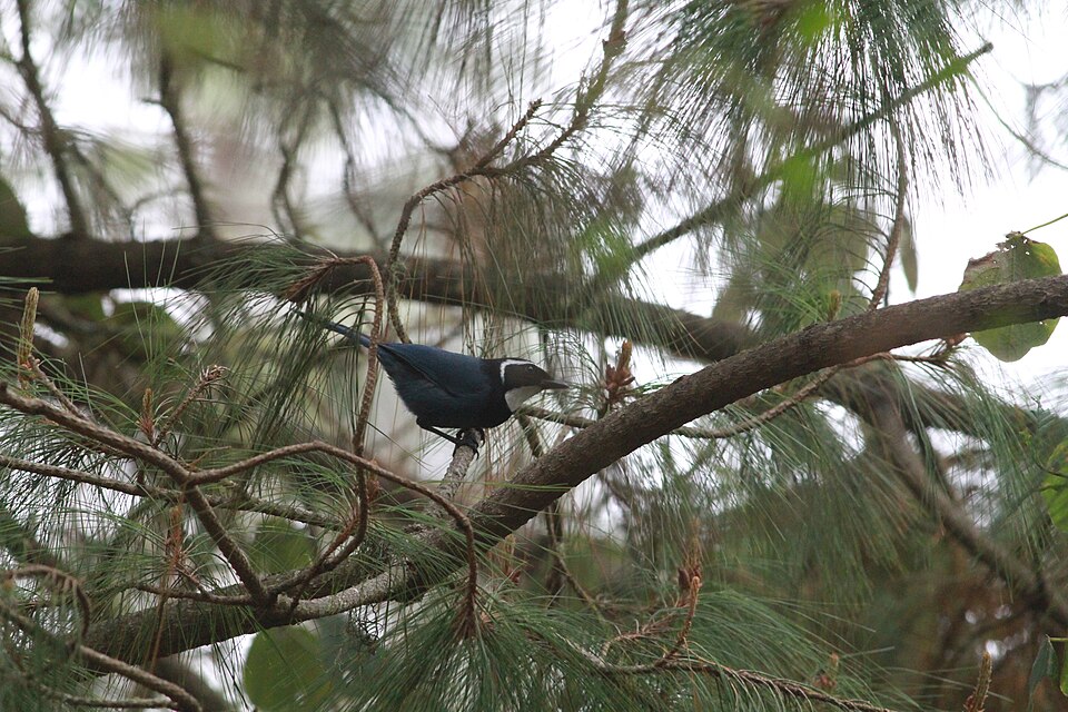 White-throated Jay