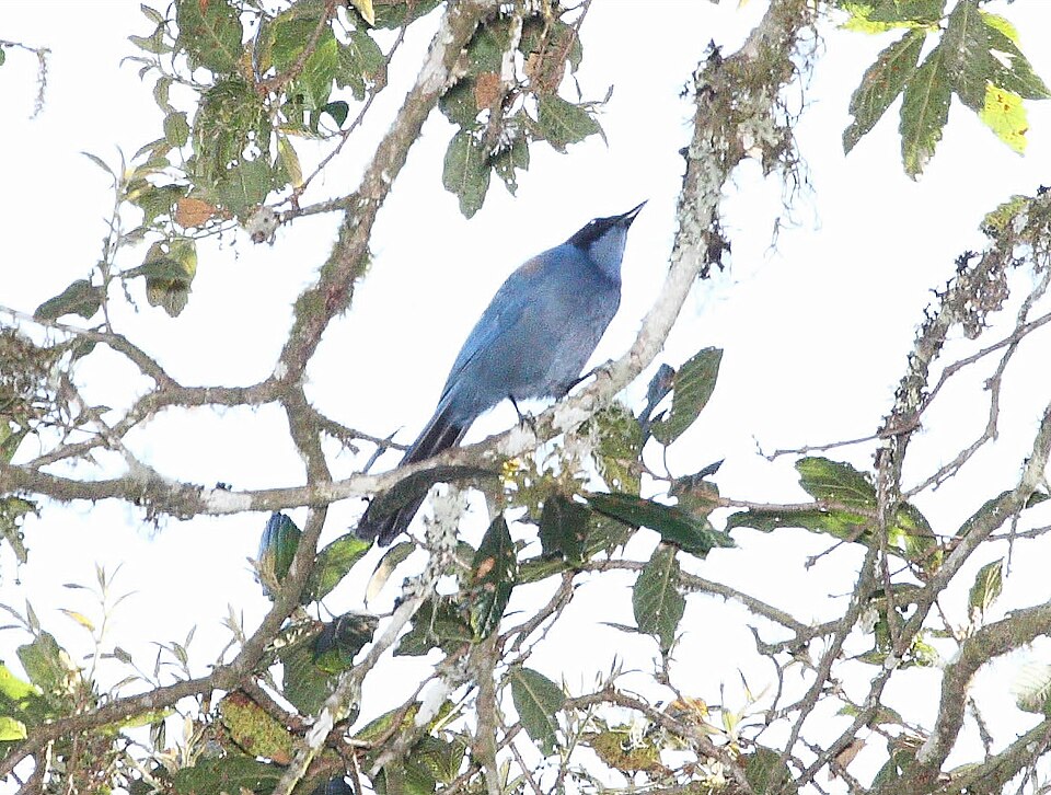 Dwarf Jay