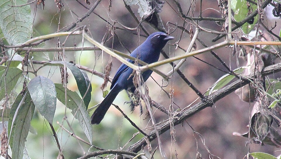 Black-throated Jay