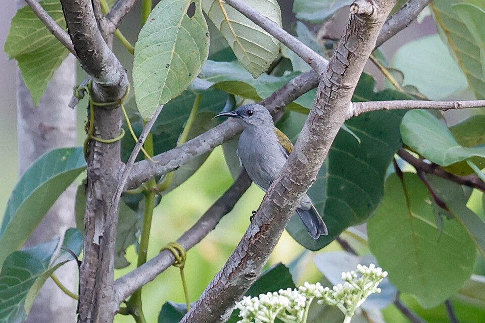 Bannerman's Sunbird