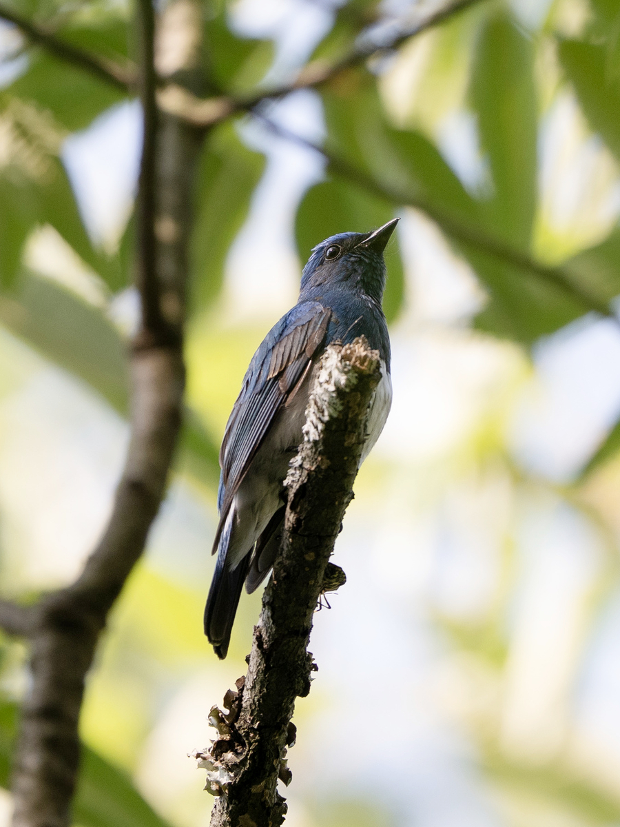Zappey's Flycatcher