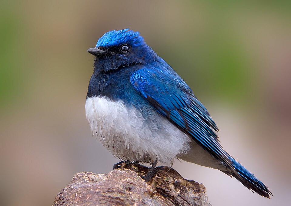 Blue-and-white Flycatcher