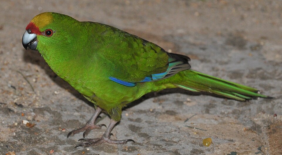 Yellow-crowned Parakeet