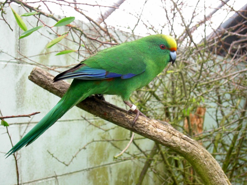 Malherbe's Parakeet
