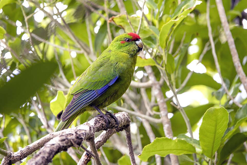 Red-crowned Parakeet
