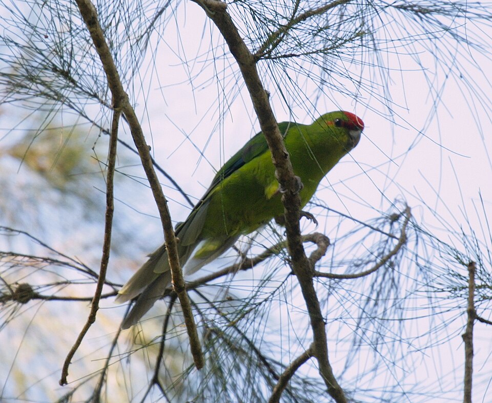 New Caledonian Parakeet