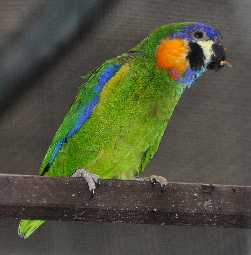 Orange-breasted Fig Parrot