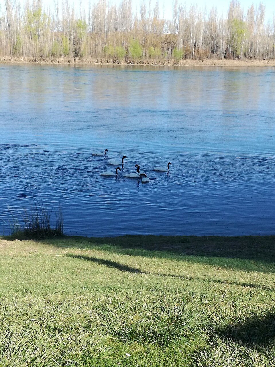 Black-necked Swan