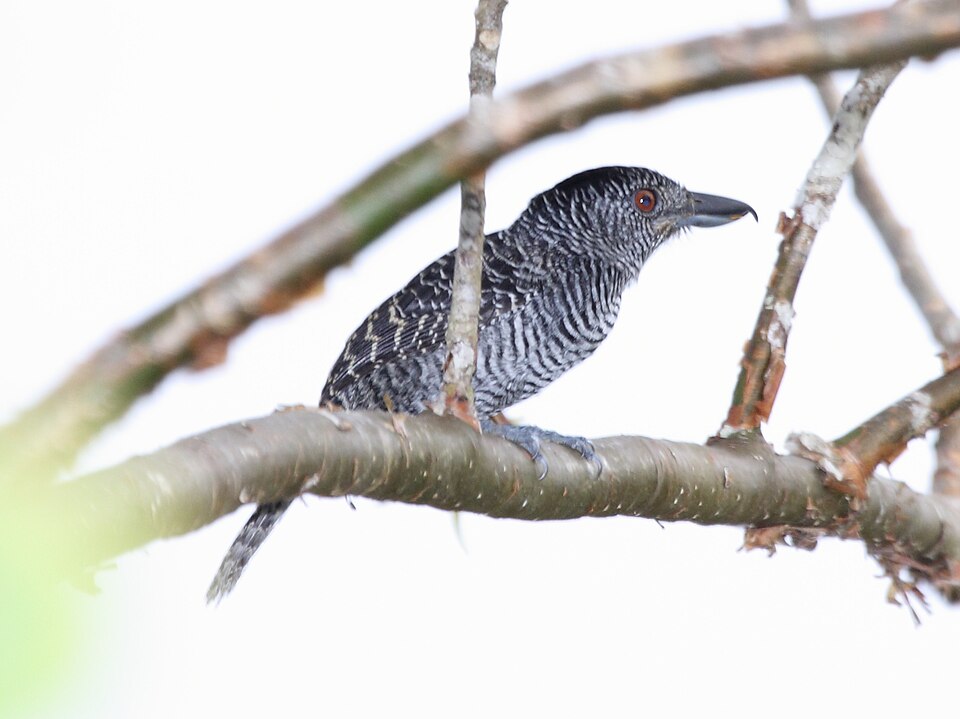 Fasciated Antshrike