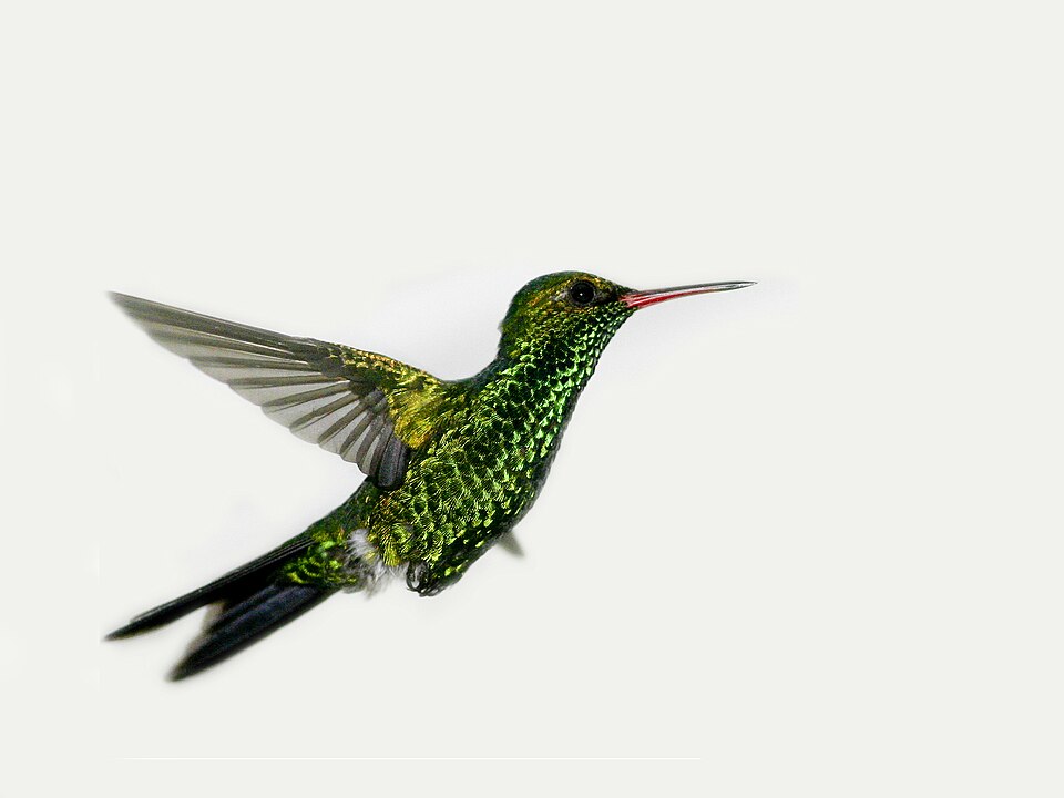 Canivet's Emerald