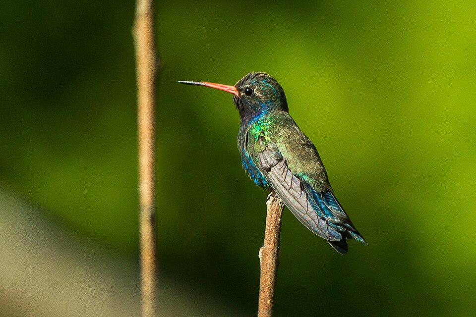 Doubleday's Hummingbird