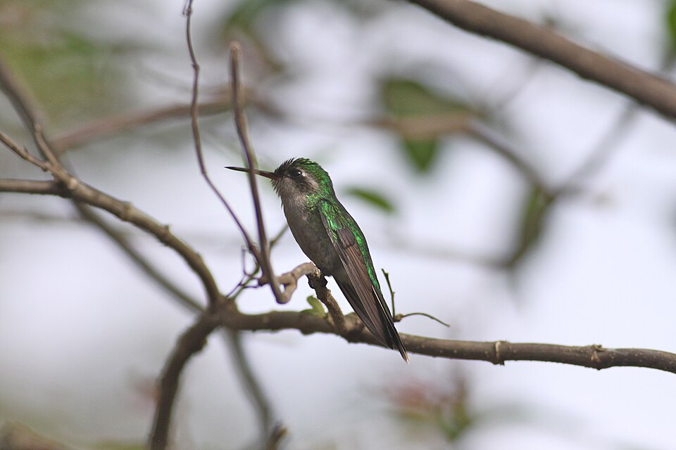Cozumel Emerald