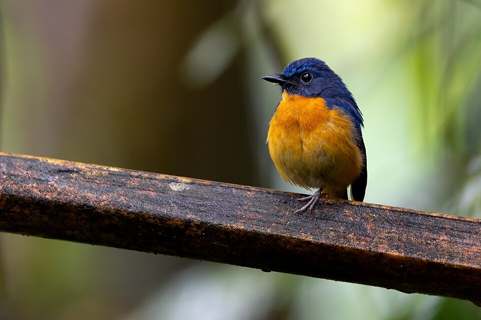 Tanahjampea Blue Flycatcher