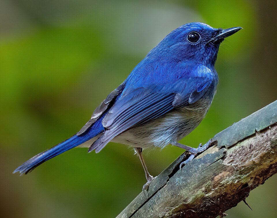 Hainan Blue Flycatcher