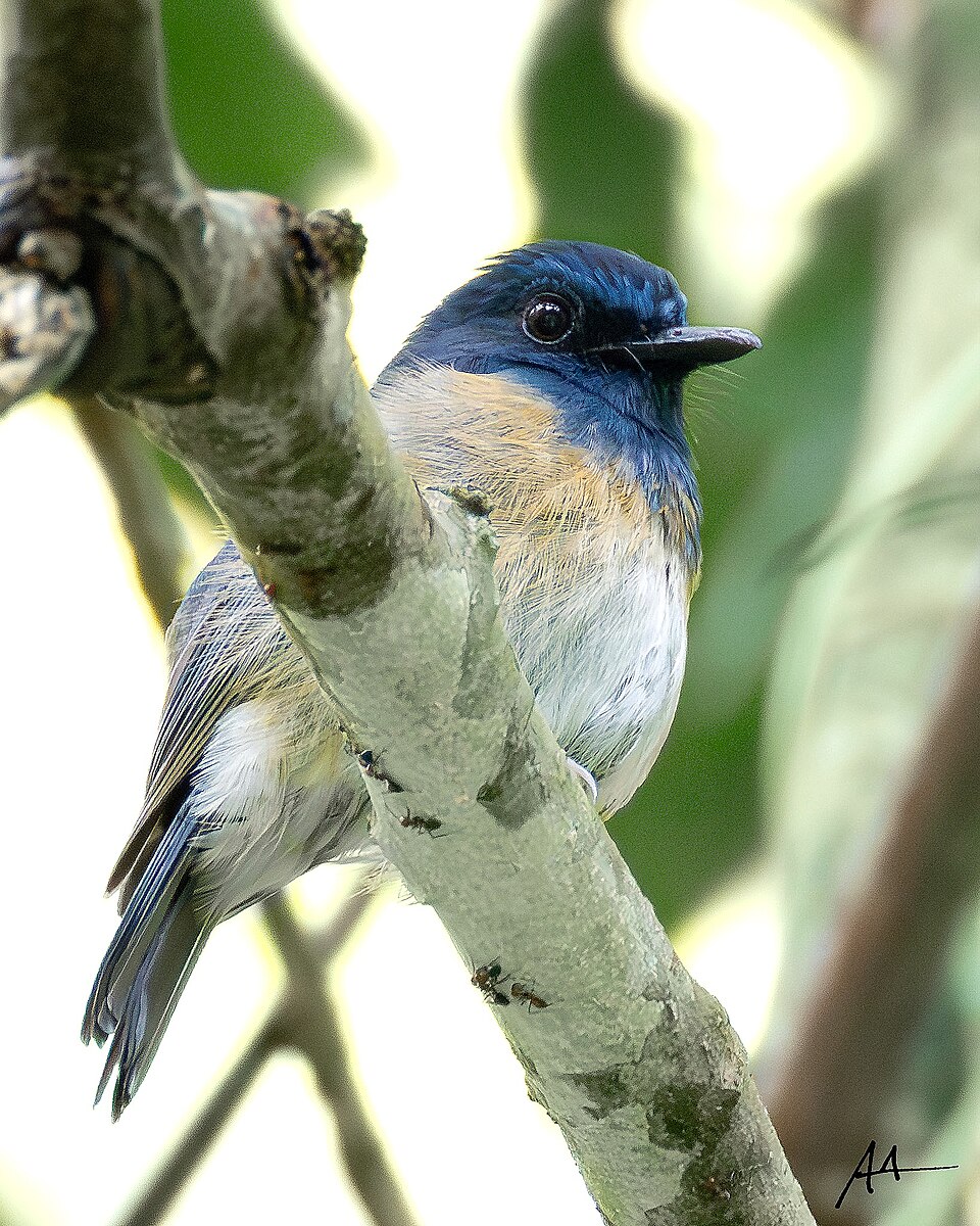 Blue-breasted Blue Flycatcher