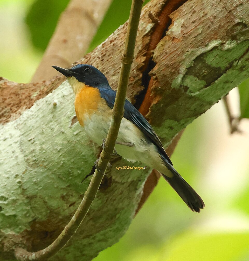 Palawan Blue Flycatcher