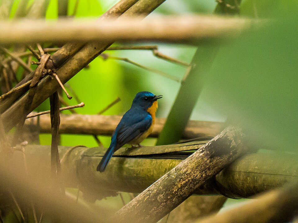 Large Blue Flycatcher