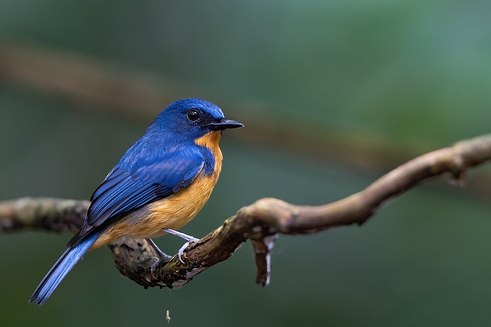 Dayak Blue Flycatcher