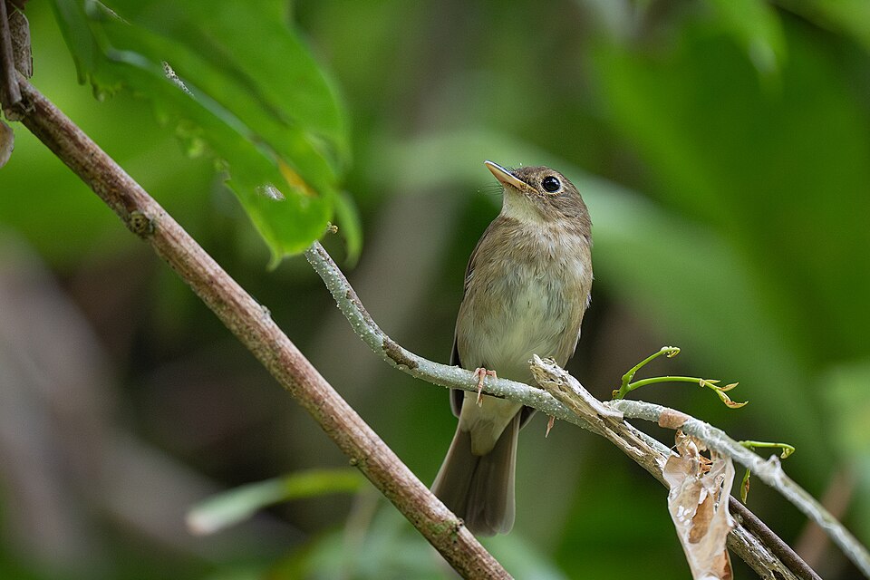 Nicobar Jungle Flycatcher