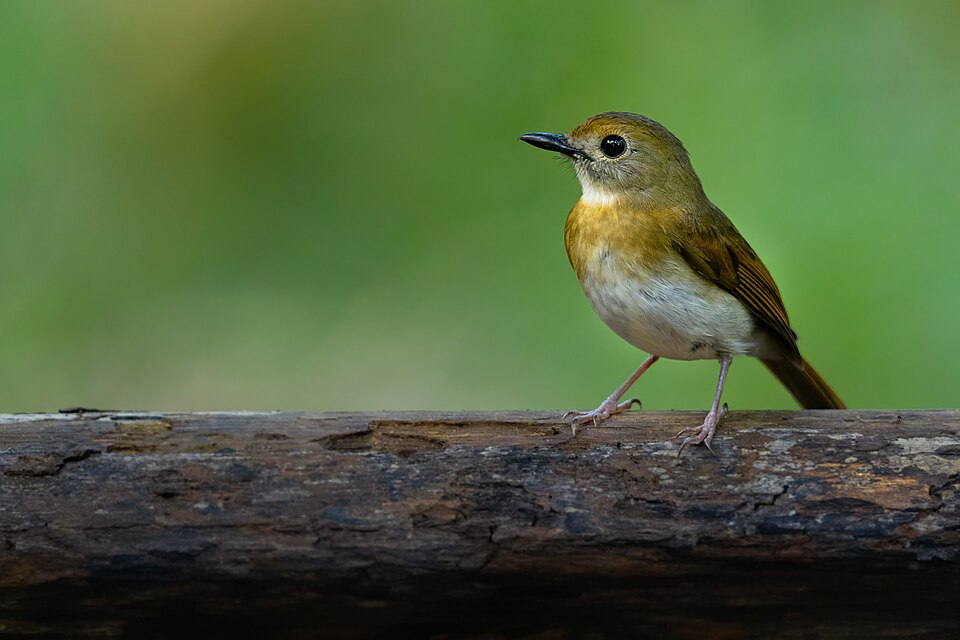 Fulvous-chested Jungle Flycatcher