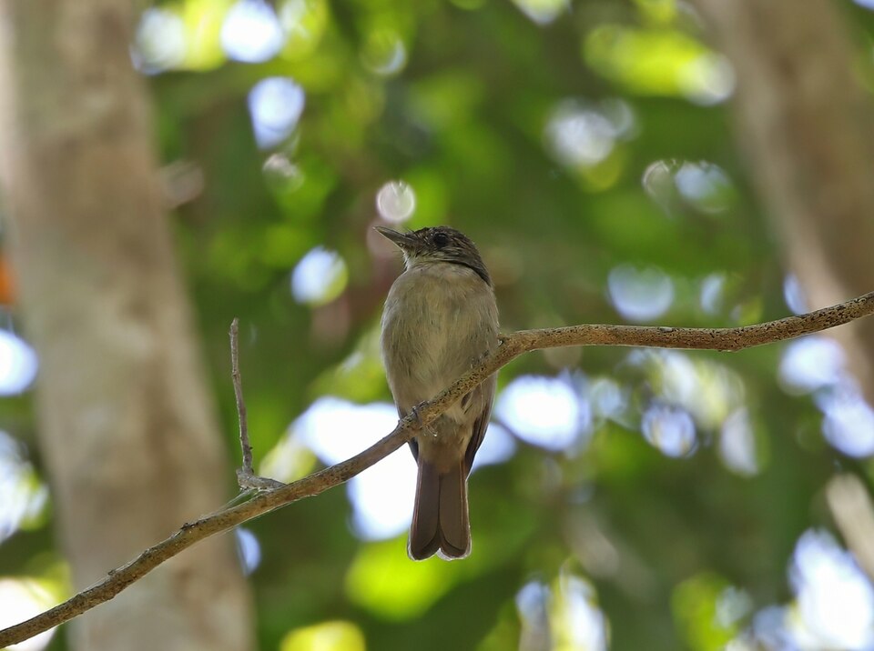 Banggai Jungle Flycatcher