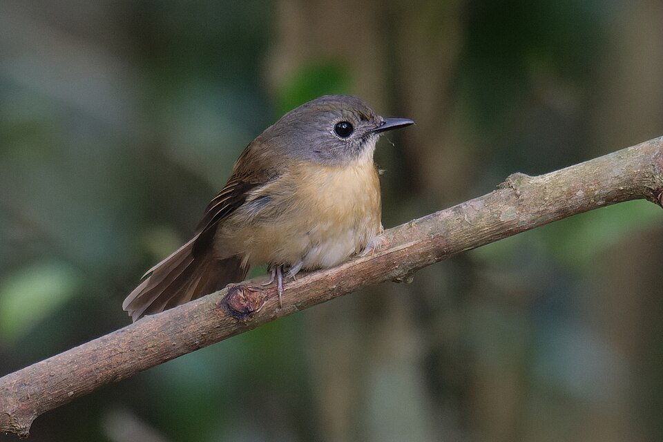 Pale-chinned Blue Flycatcher