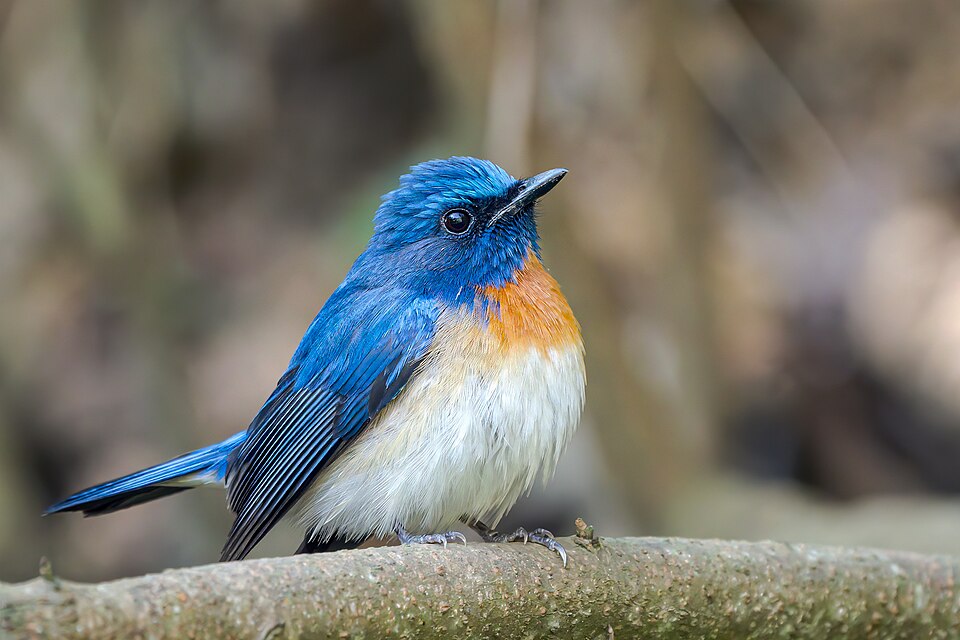 Blue-throated Blue Flycatcher