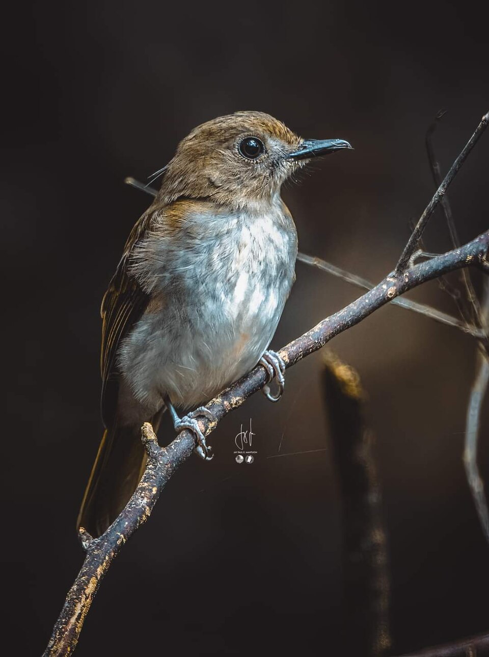 Philippine Jungle Flycatcher