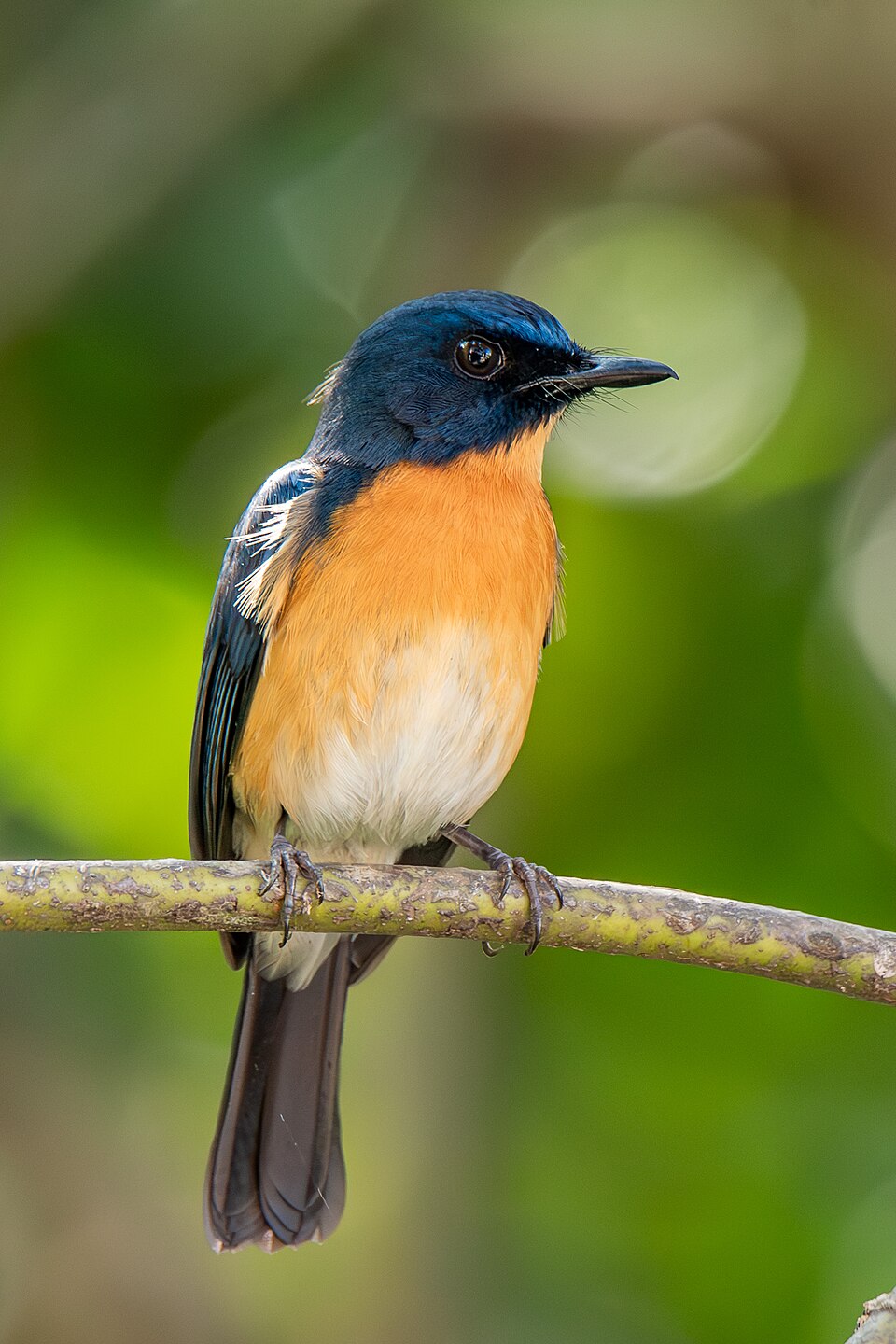 Mangrove Blue Flycatcher