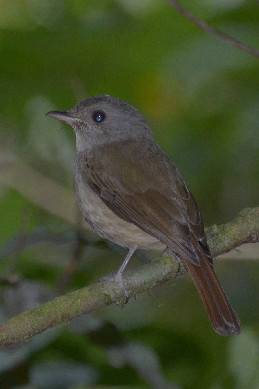 Matinan Blue Flycatcher