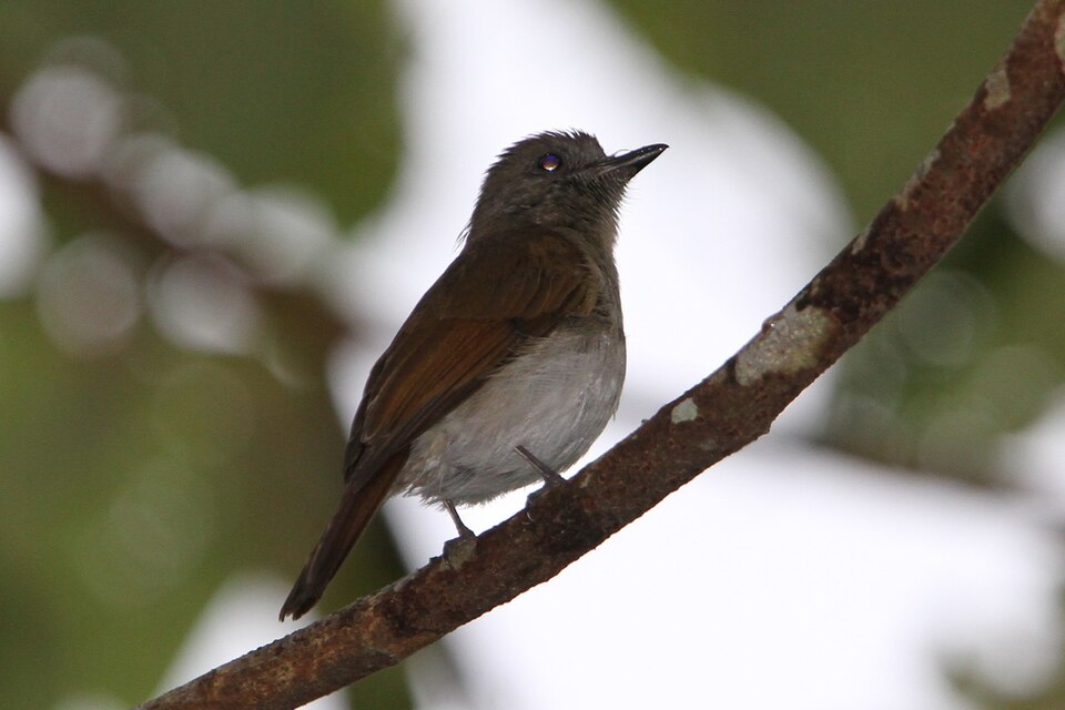 Sumba Jungle Flycatcher