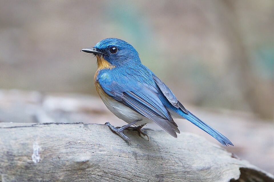 Indochinese Blue Flycatcher
