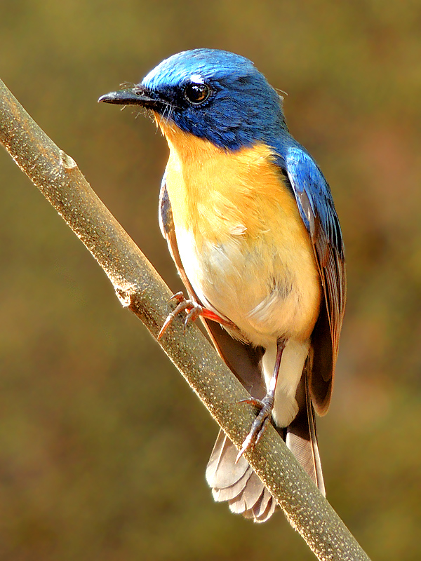 Tickell's Blue Flycatcher
