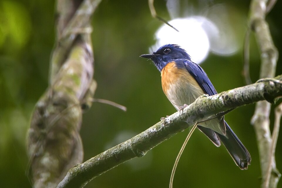 Malaysian Blue Flycatcher