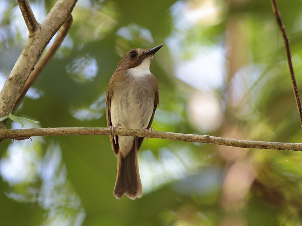 Grey-chested Jungle Flycatcher