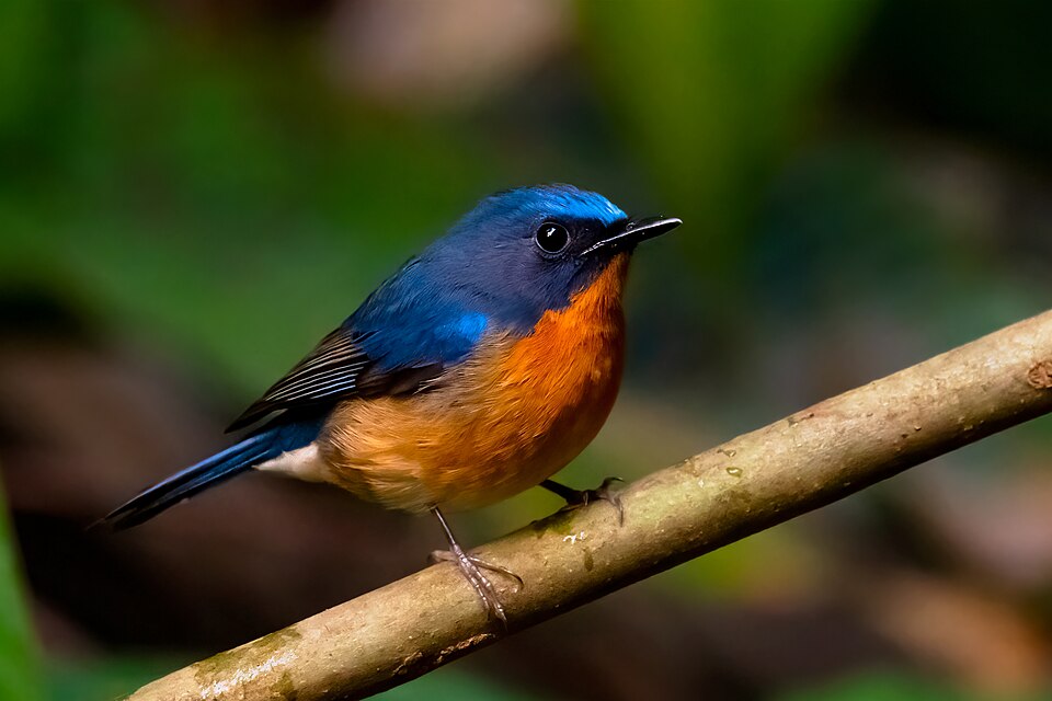 Hill Blue Flycatcher